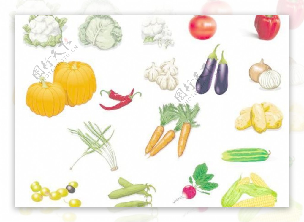 蔬菜图片矢量素材2