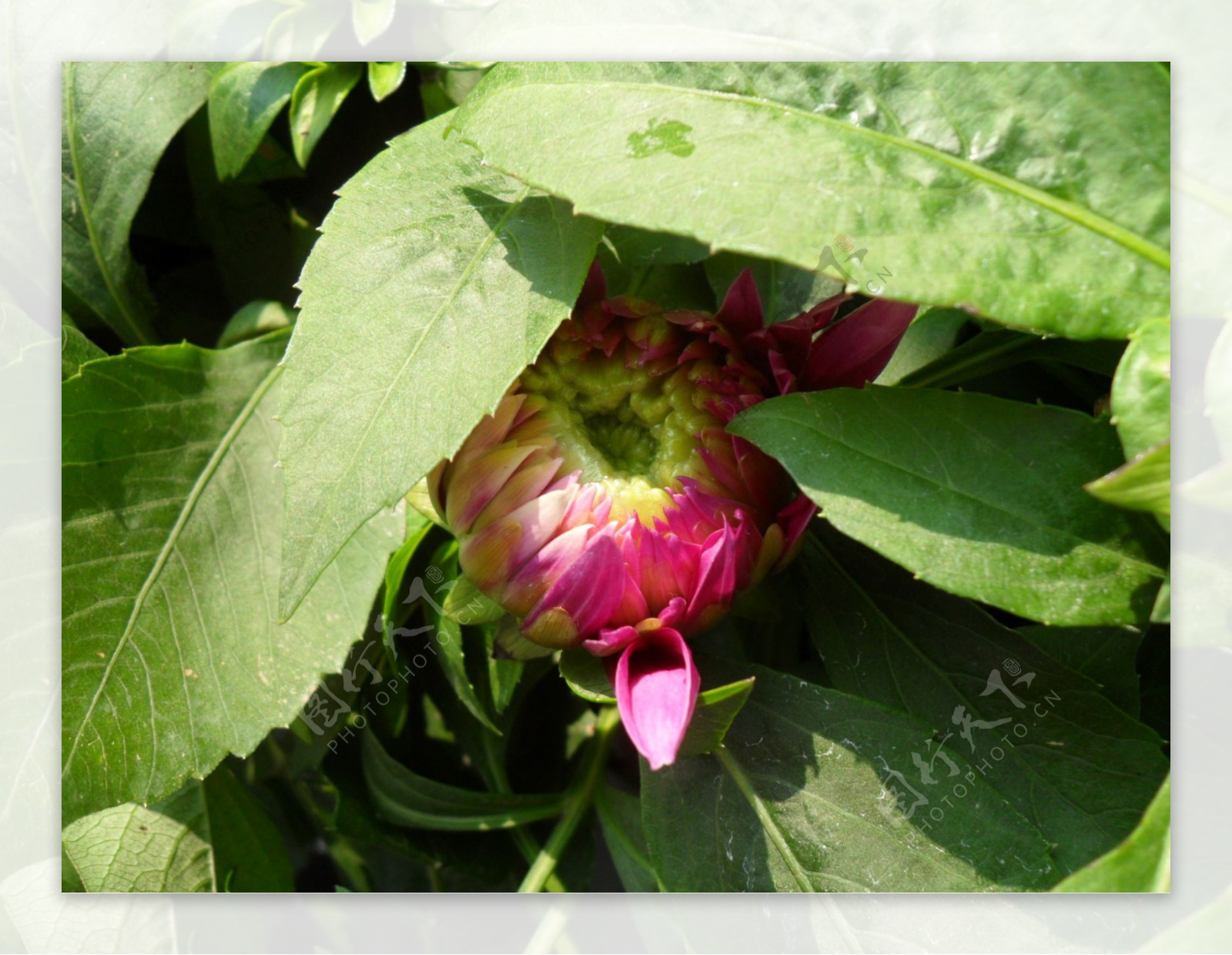 园艺杂志鲜花图片菊花花蕾