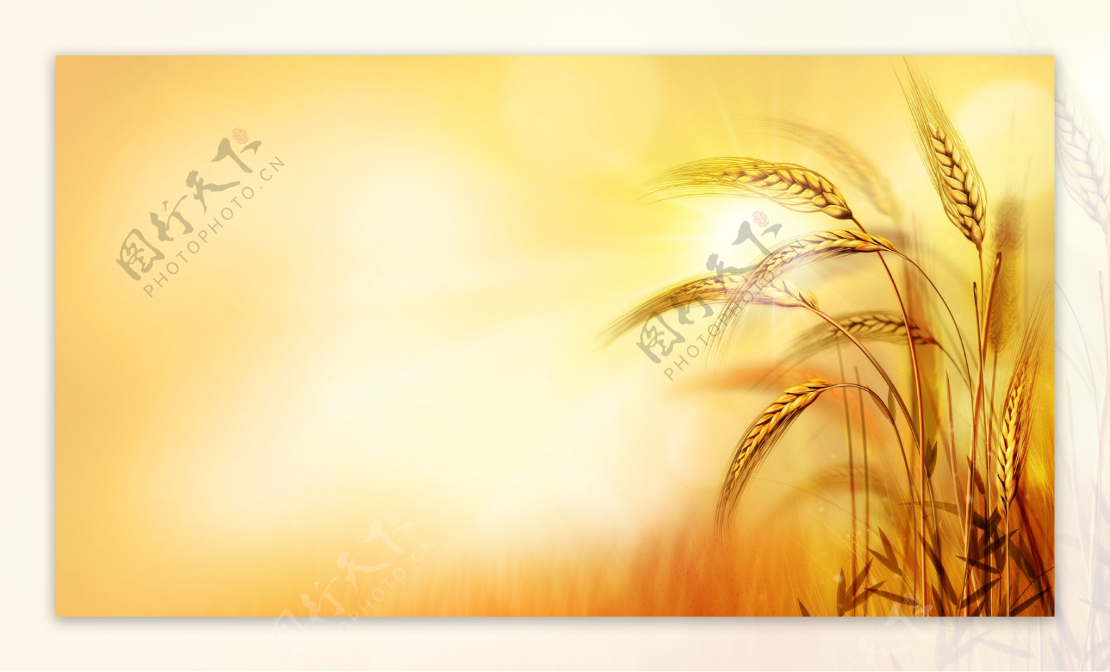 高清金黄色背景麦子图片