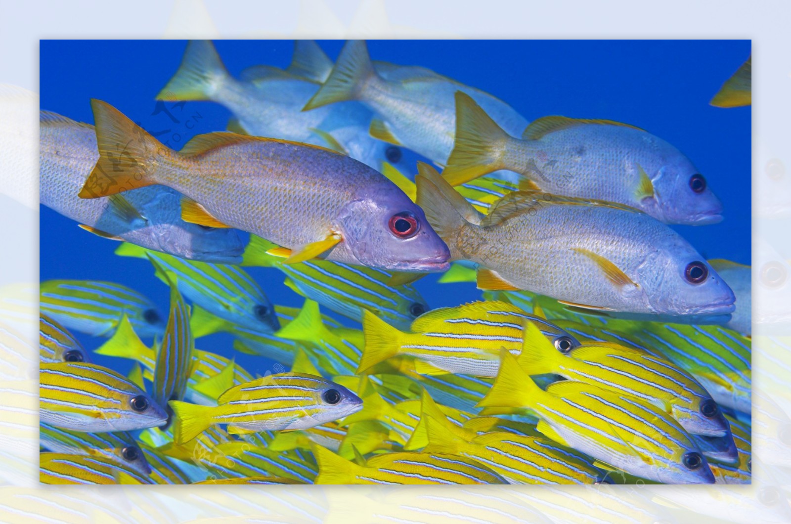 深海底的鱼群图片素材_免费下载_jpg图片格式_高清图片129137_摄图网