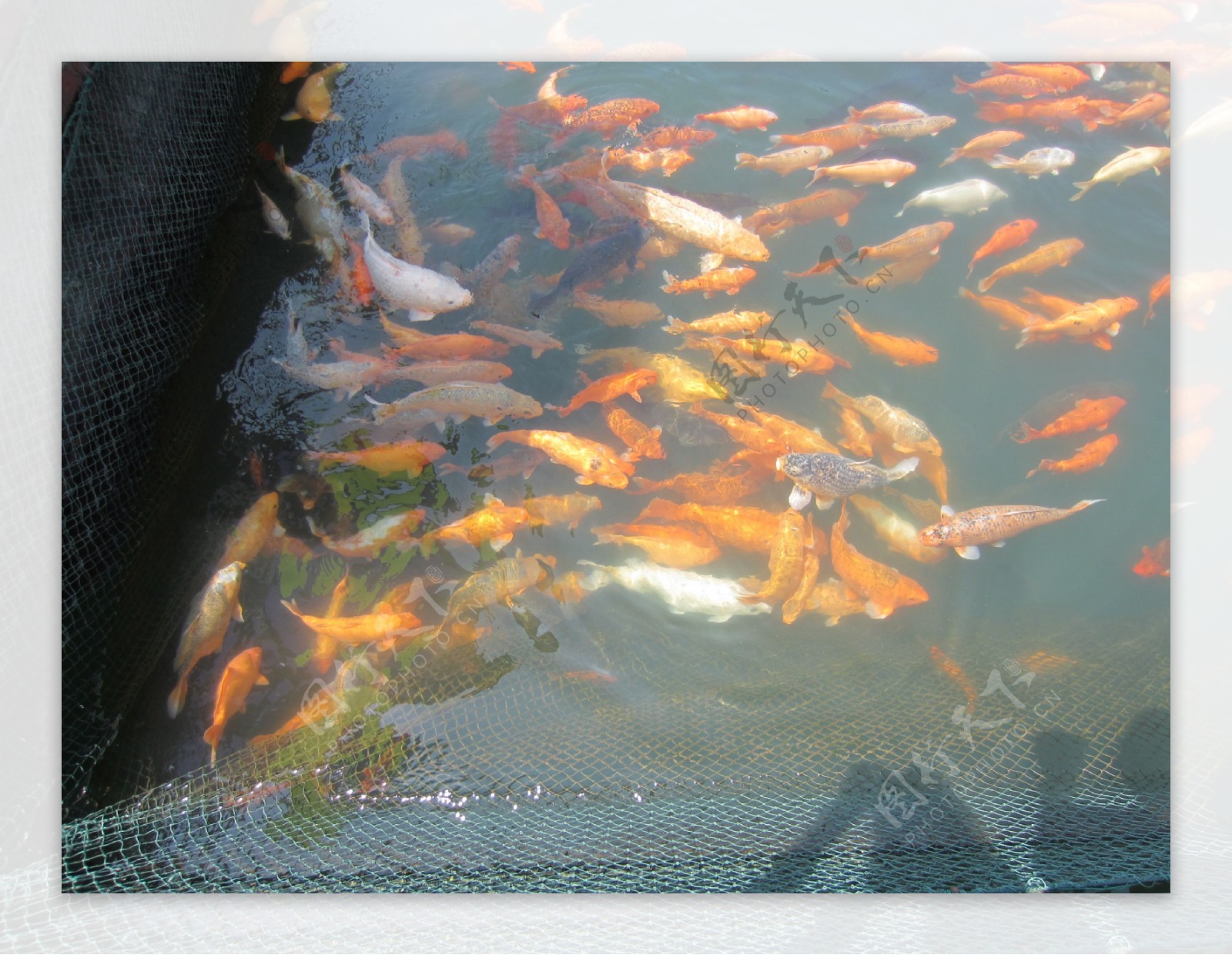 千岛湖鱼儿图片