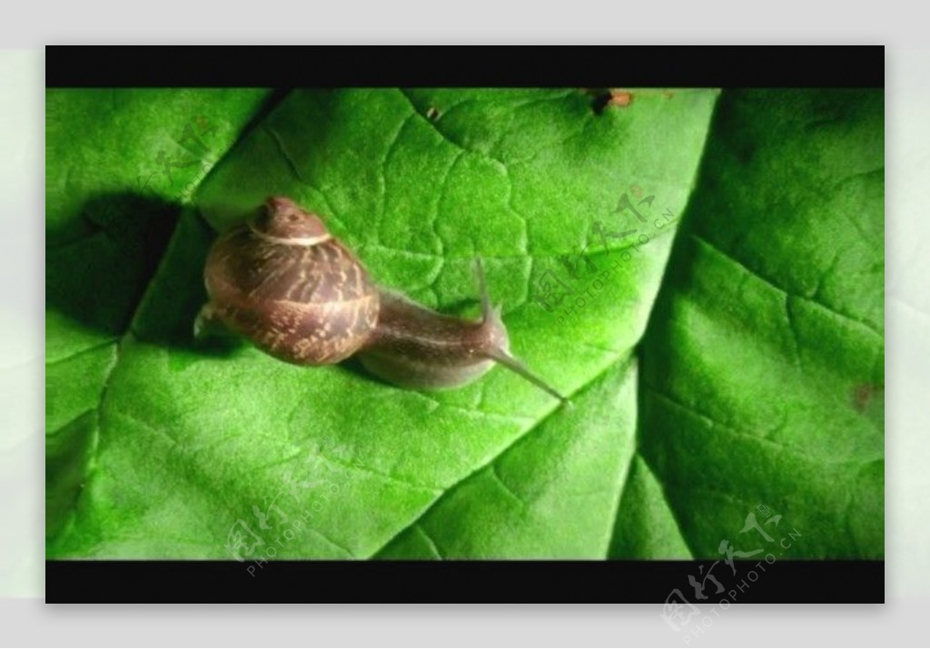 蜗牛视频素材素材下载