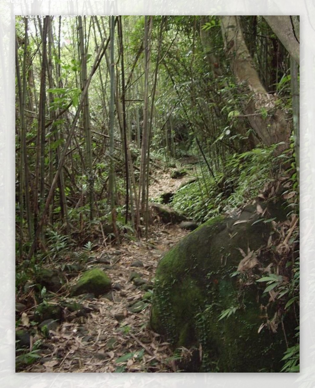 高繞竹生態步道图片