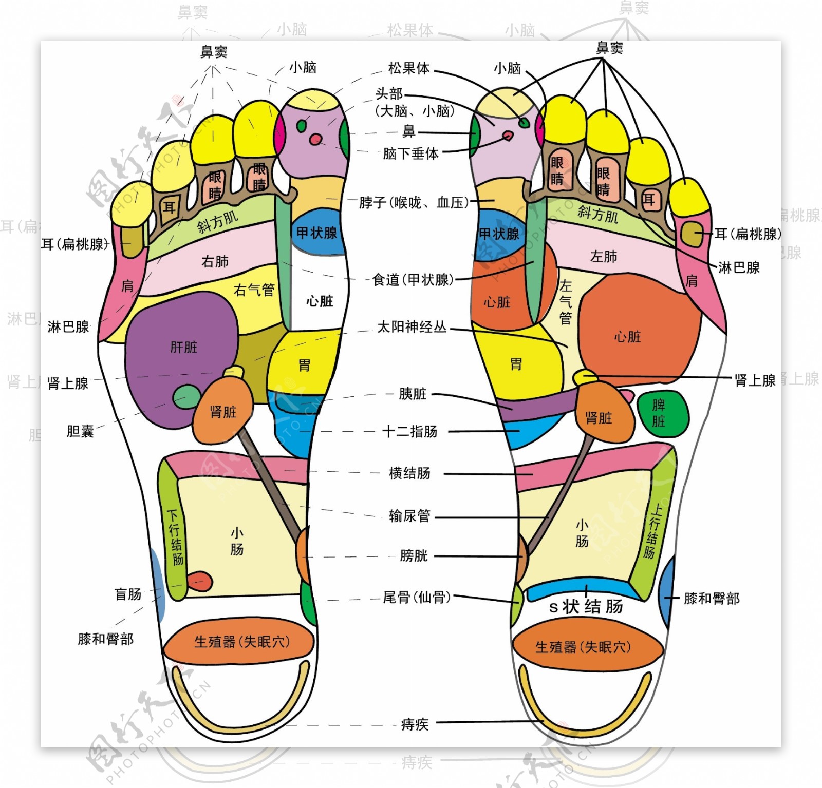 足底穴位图矢量素材图片下载