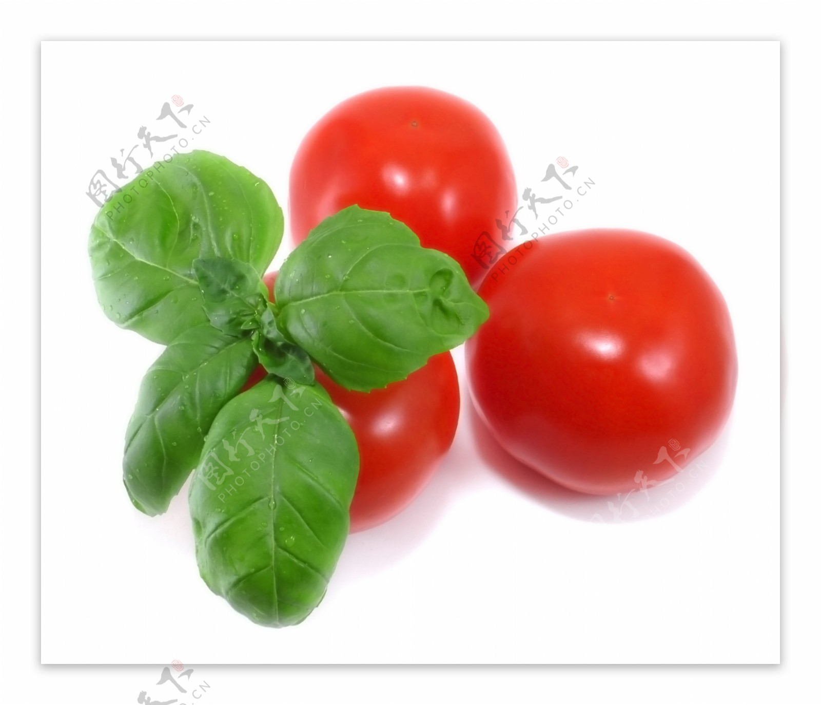 绿叶西红柿图片
