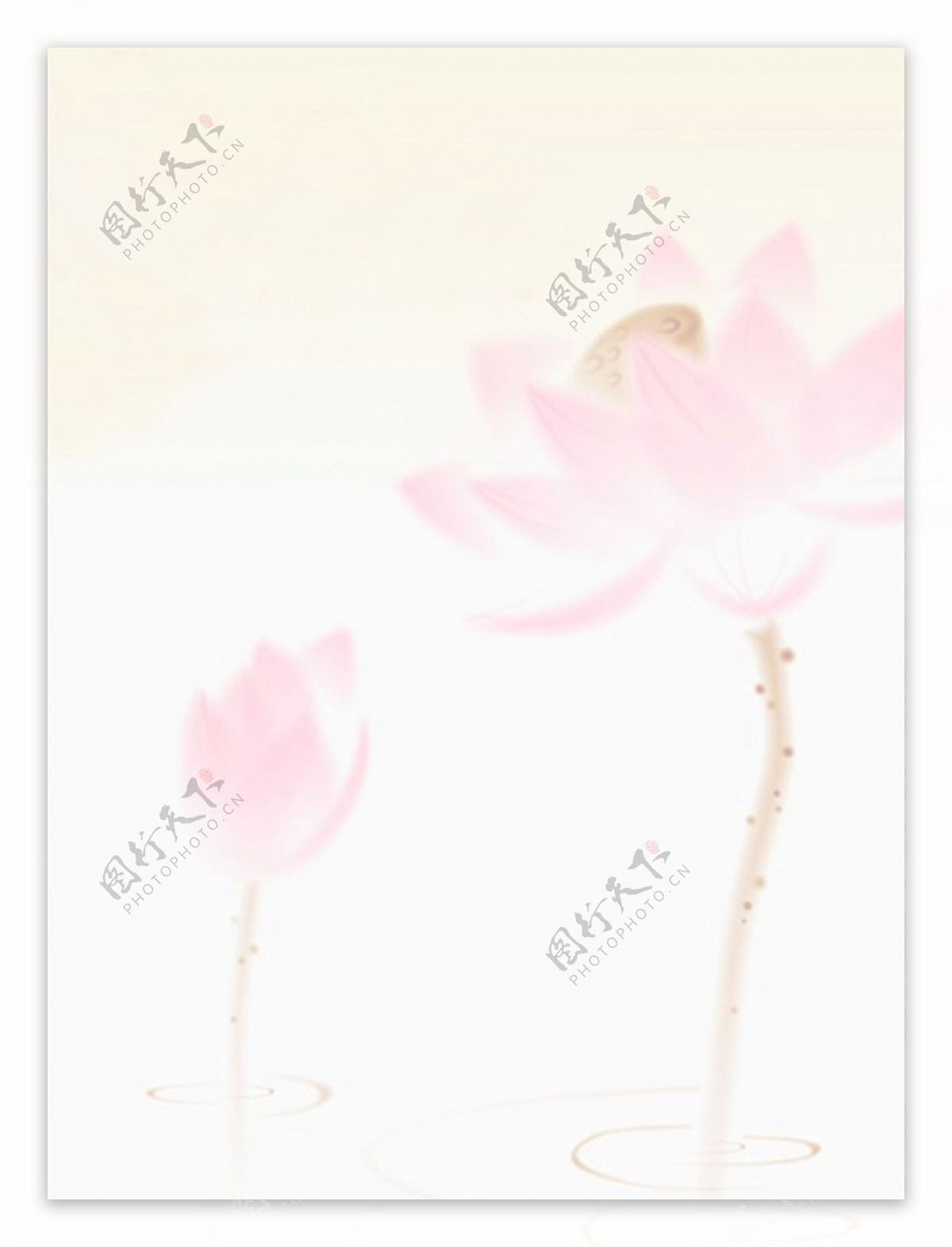 粉色莲花中国风背景图