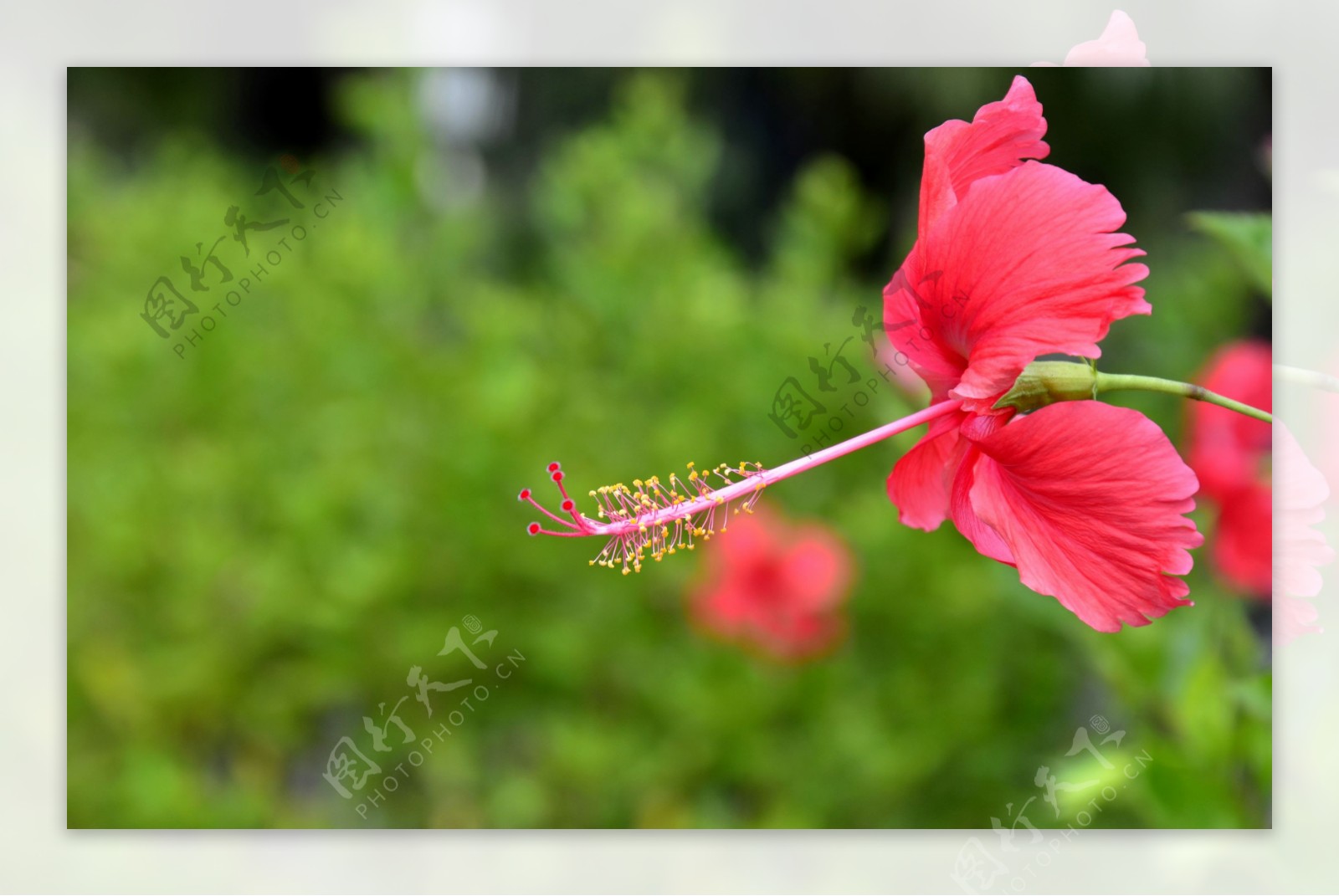 扶桑花图片