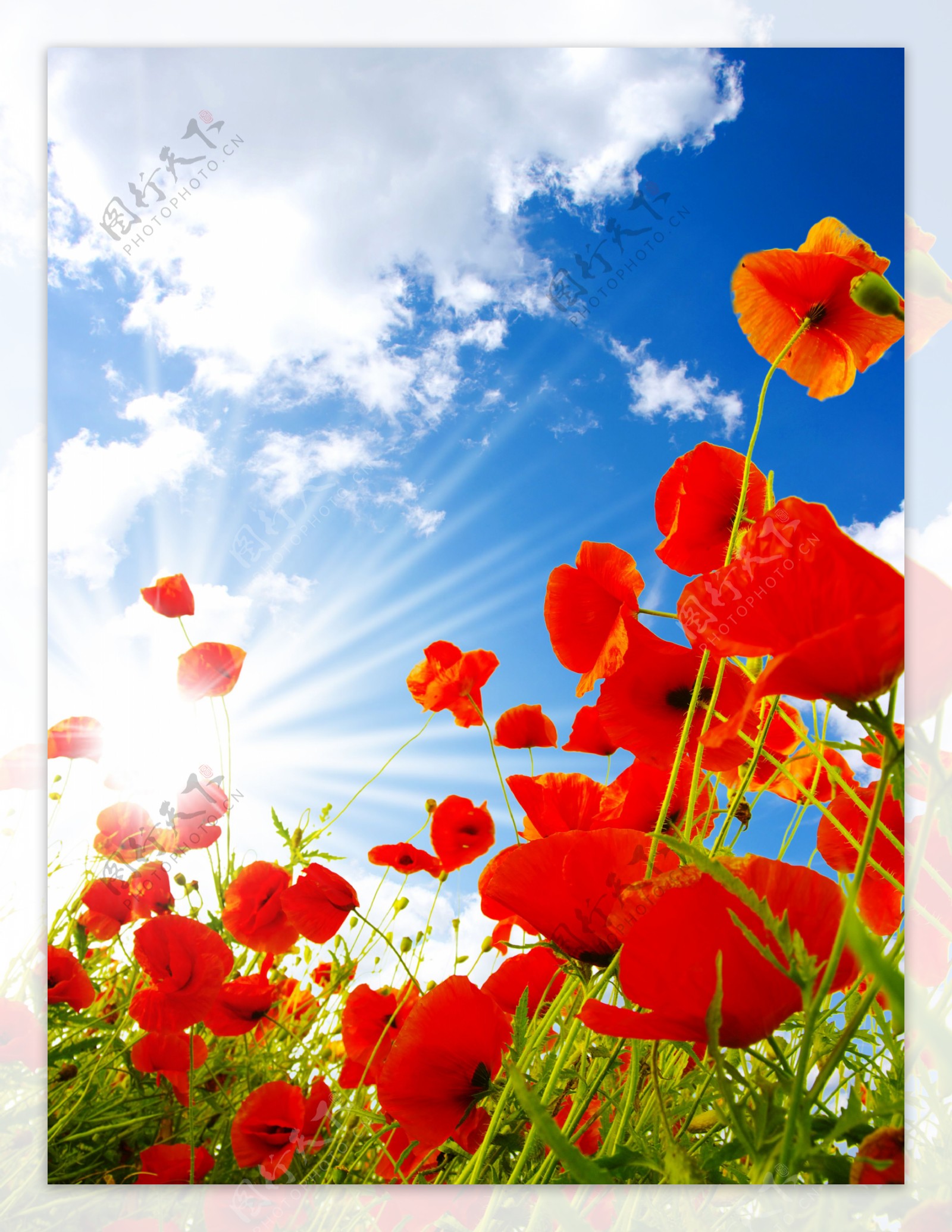 蓝天白云绿野红花图片