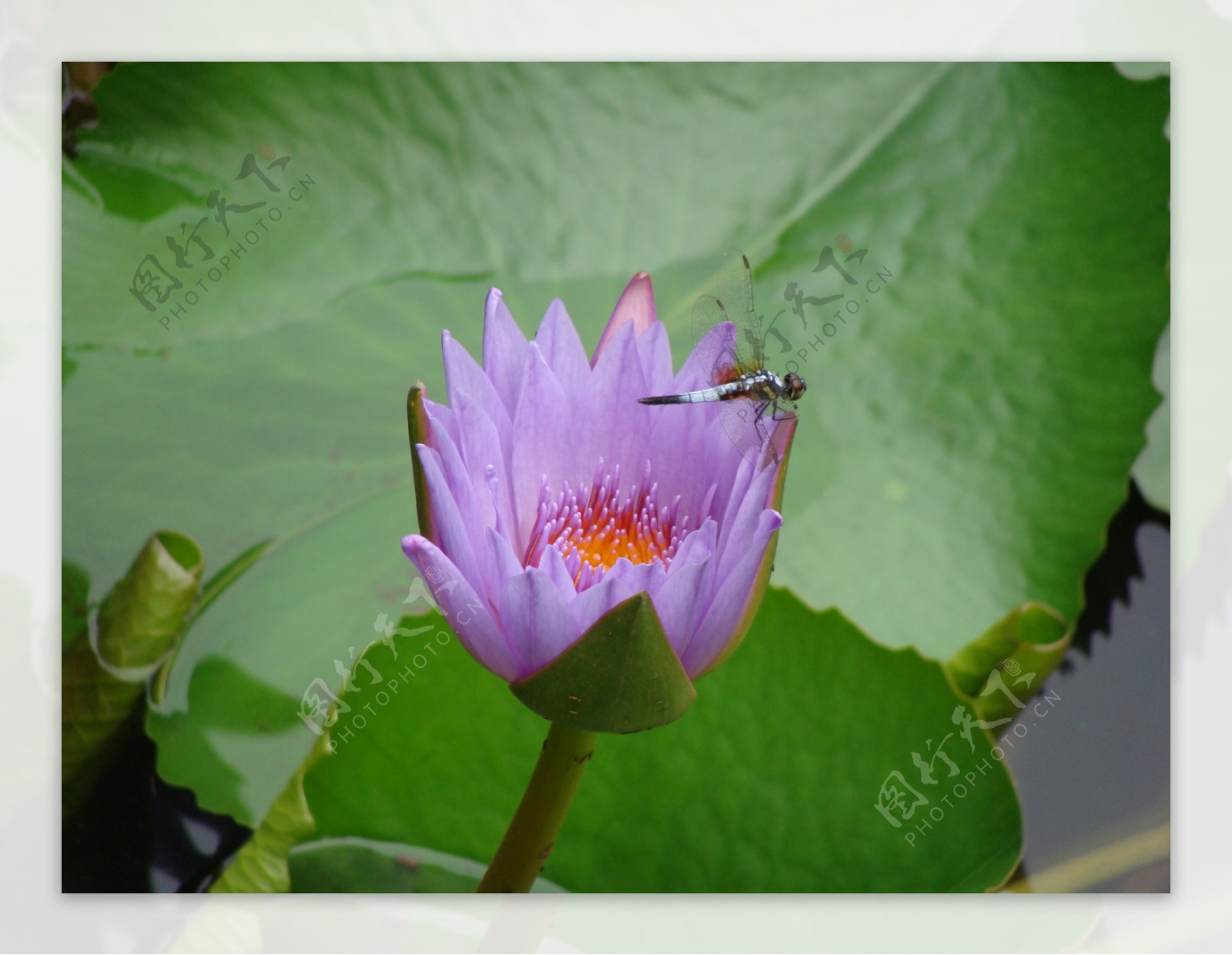 莲花上的蜻蜒图片