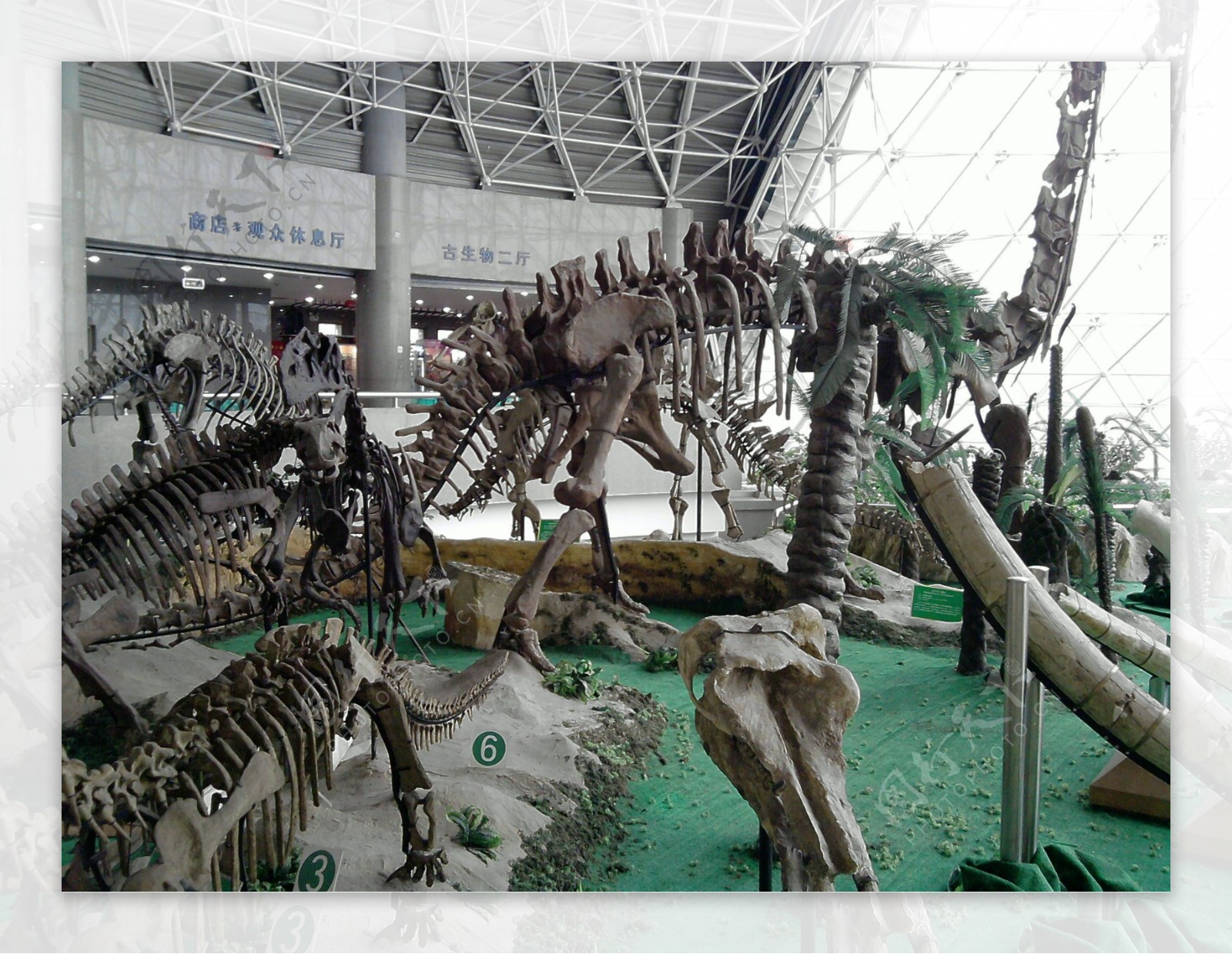 恐龙骨架图片