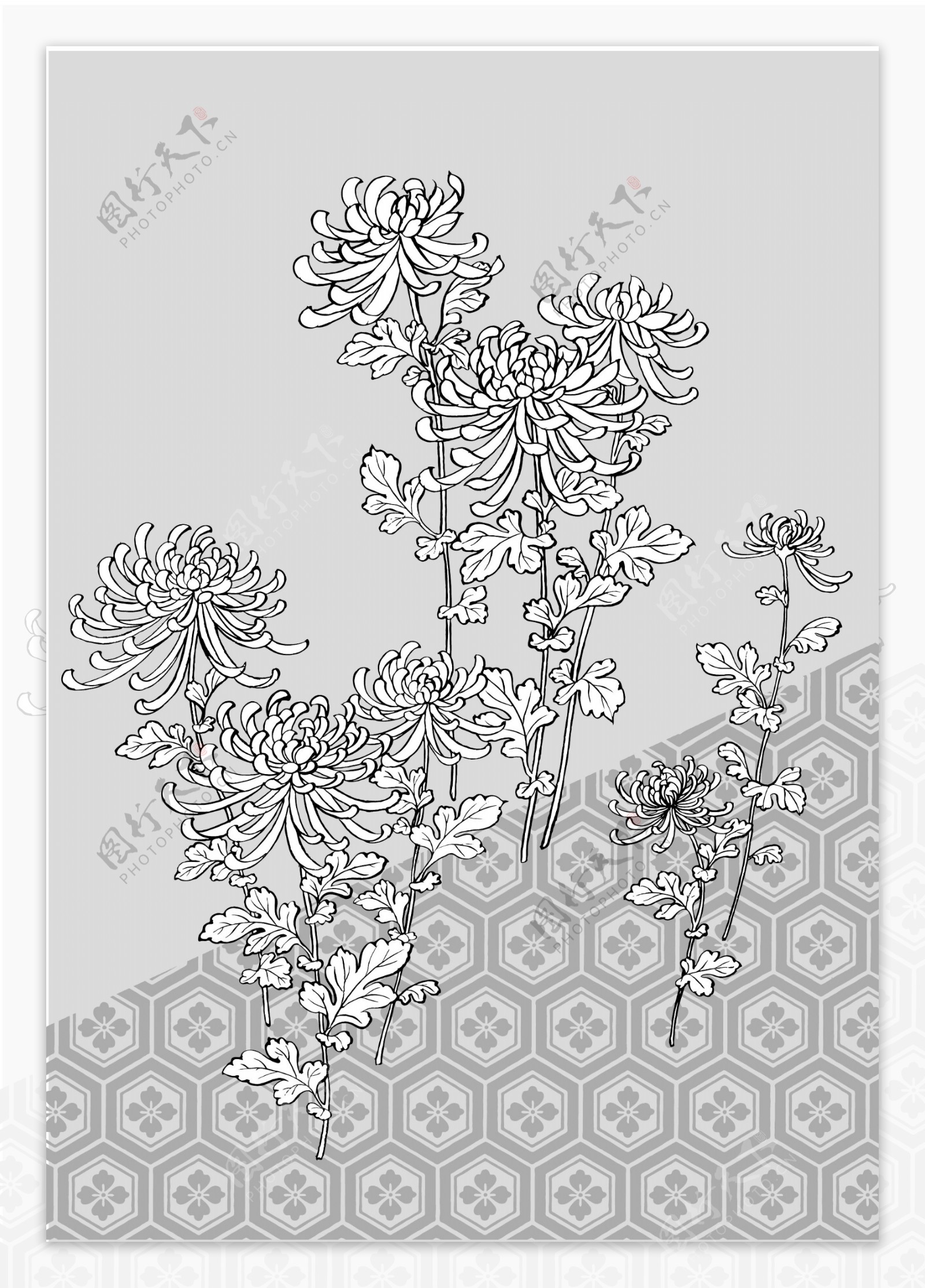 日本的植物花卉矢量素材39菊壳背景图