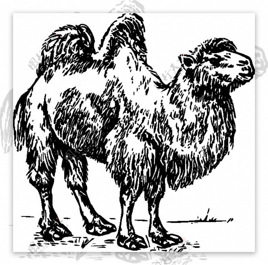骆驼的剪辑艺术