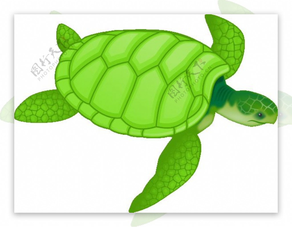 绿海龟的剪辑艺术