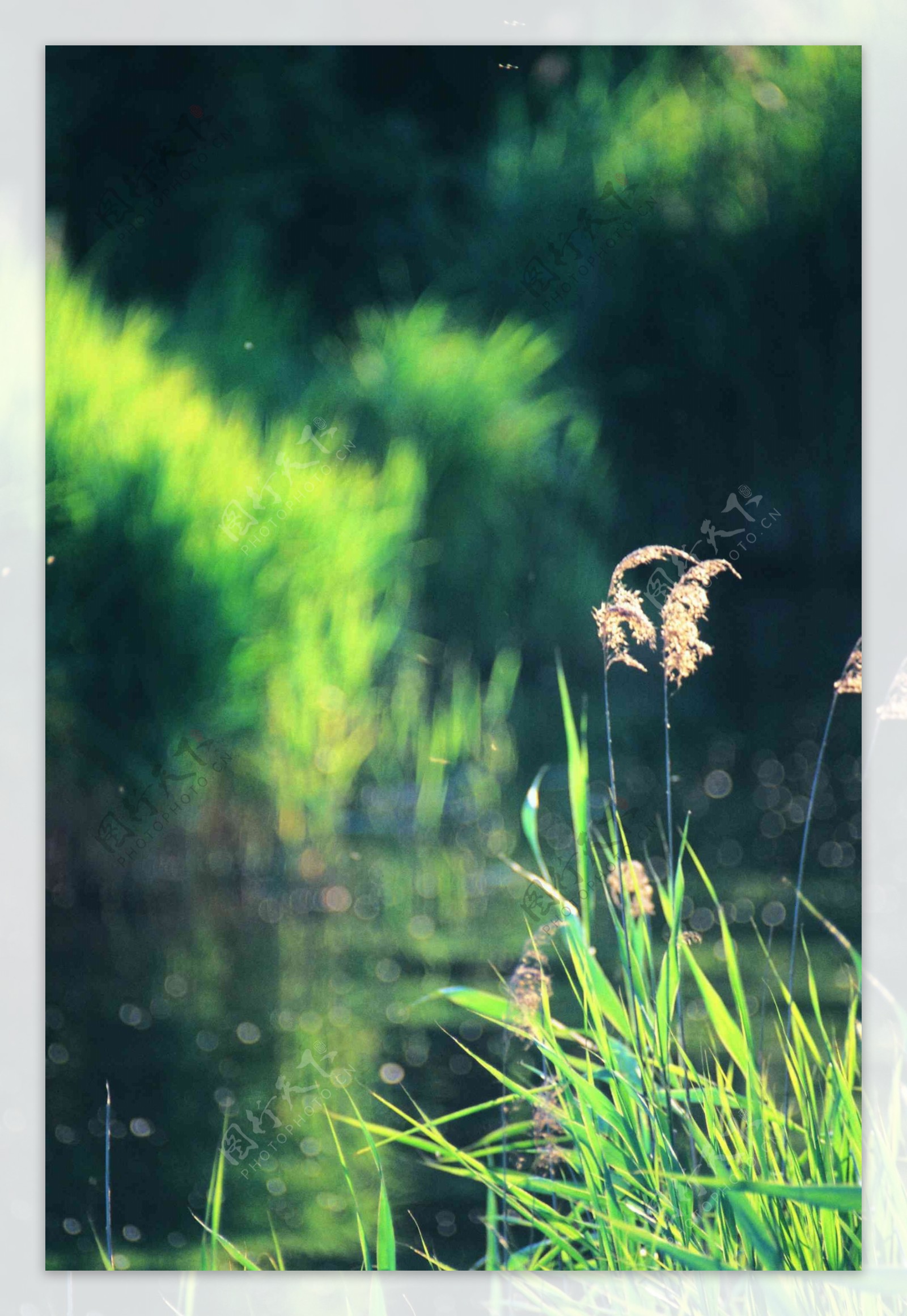 花朵花瓣花草花卉花藤