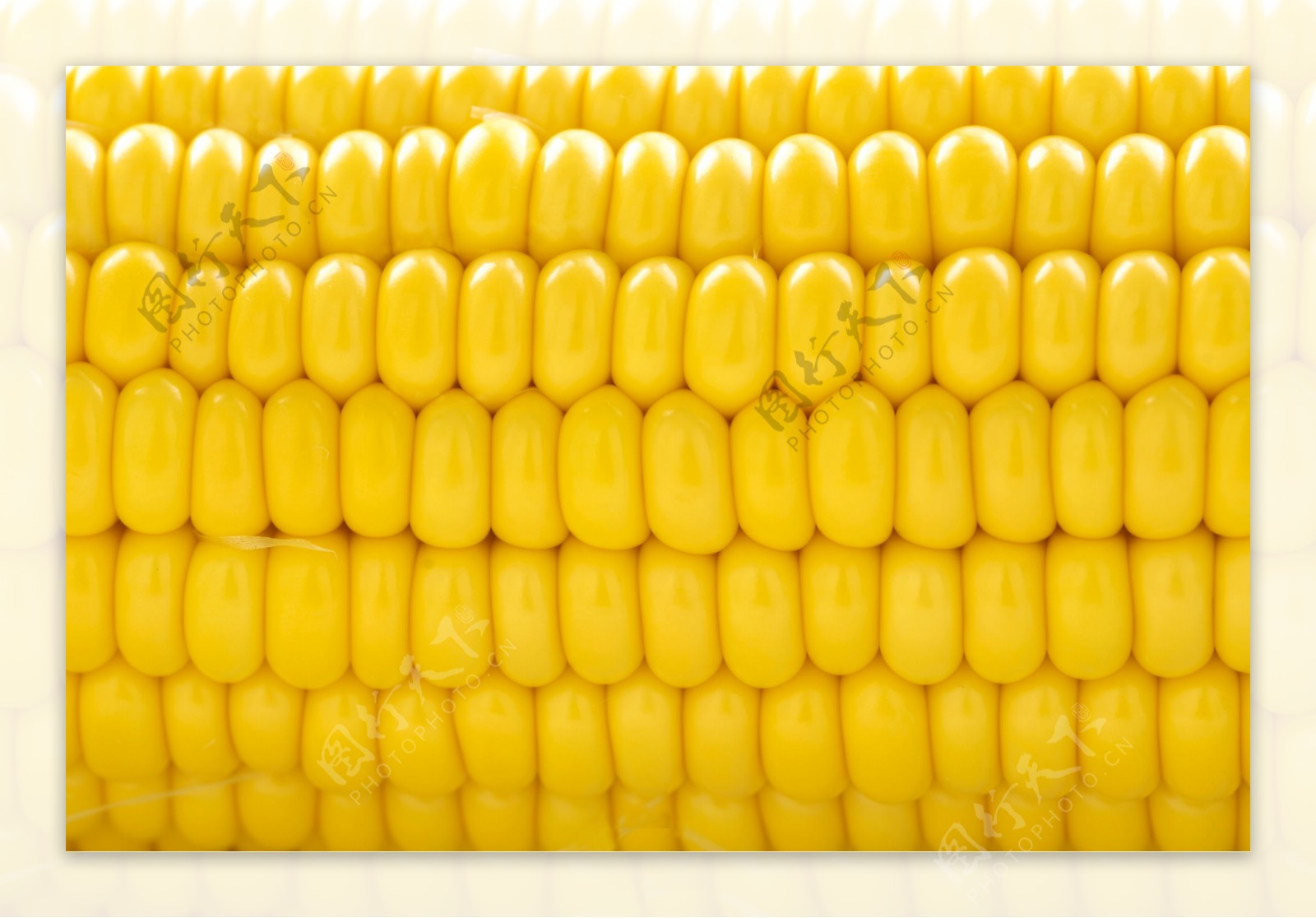 黄色玉米背景图片