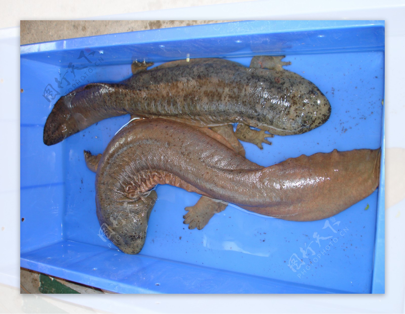 视频丨“救救它！” 1.2米娃娃鱼被困石缝|泸州_新浪新闻
