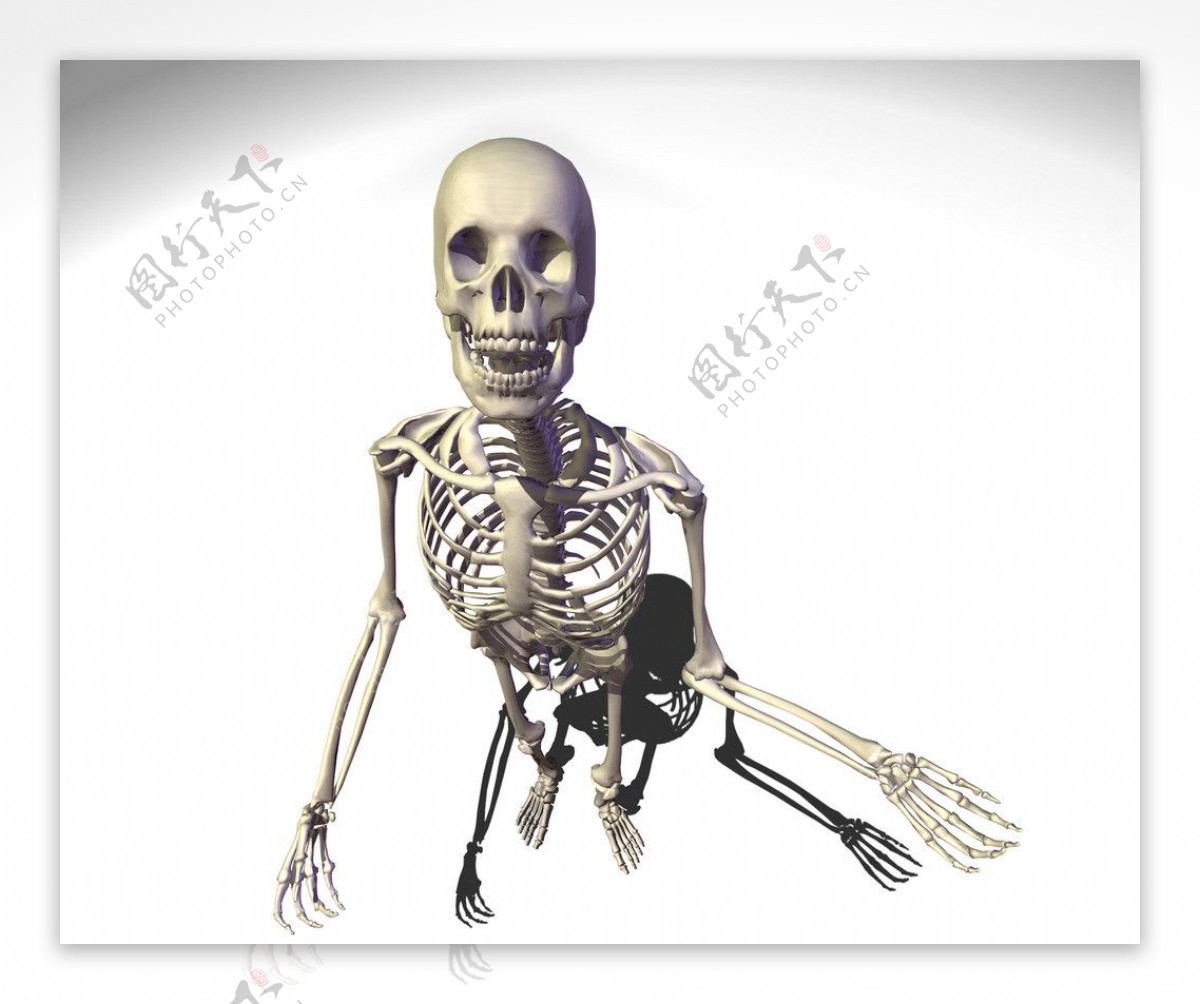 人体骨骼3D模型 - TurboSquid 622331