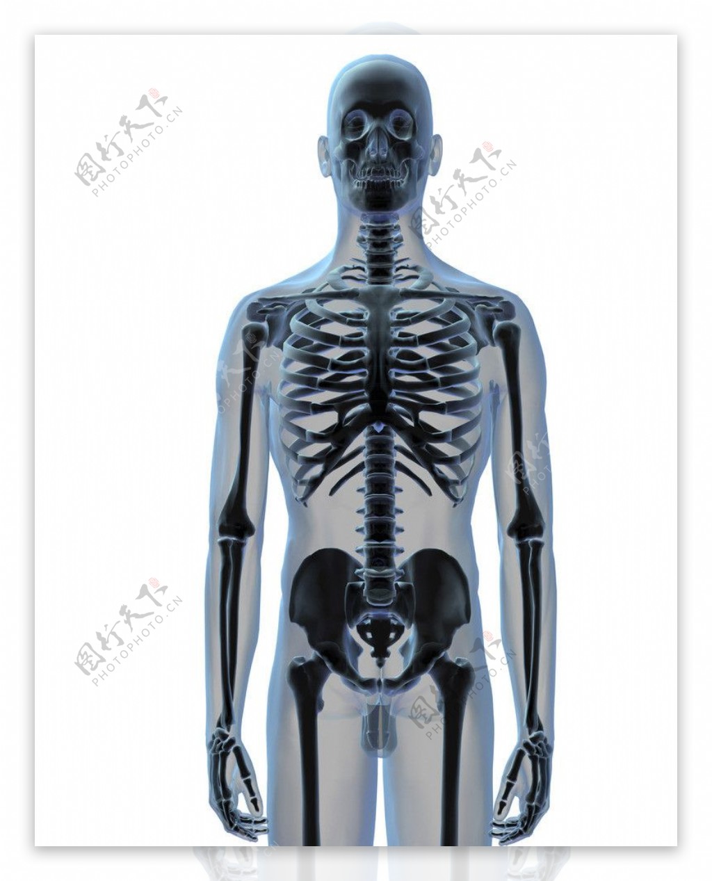 X光人体骨骼|三维|人物/生物|tt1252_原创作品-站酷ZCOOL