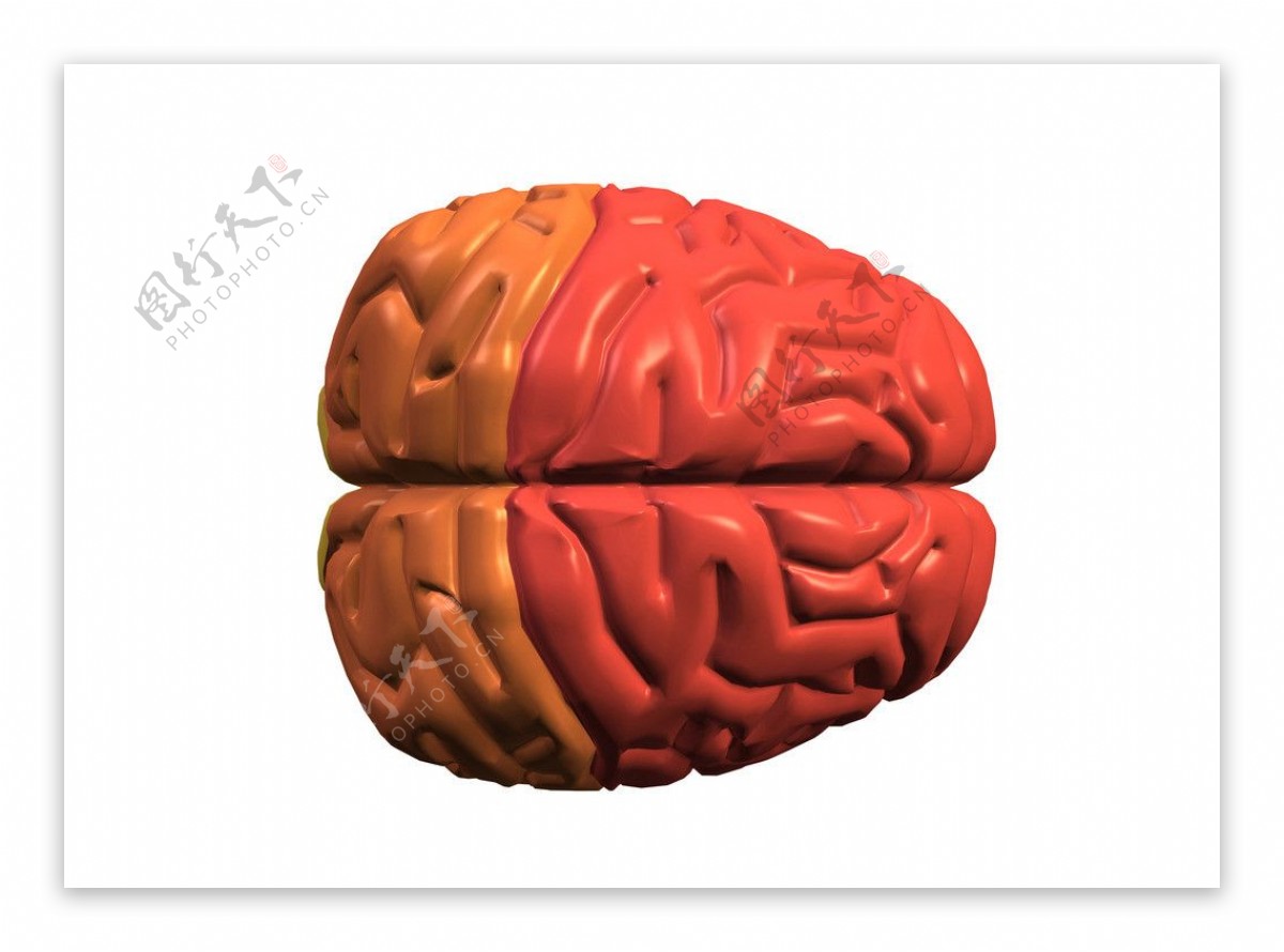大脑人脑图片