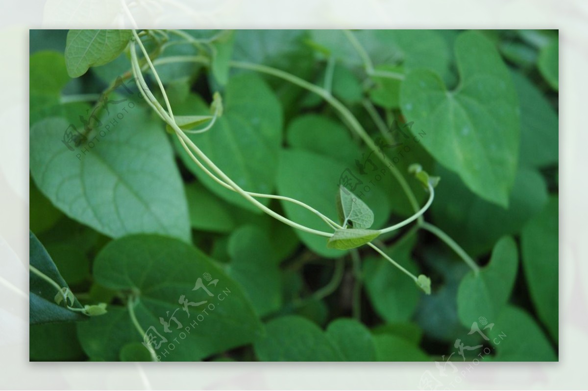 绿色植物图片