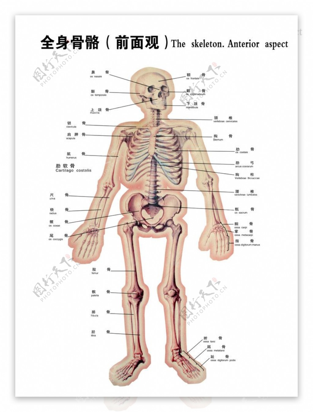 全身骨骼图图片
