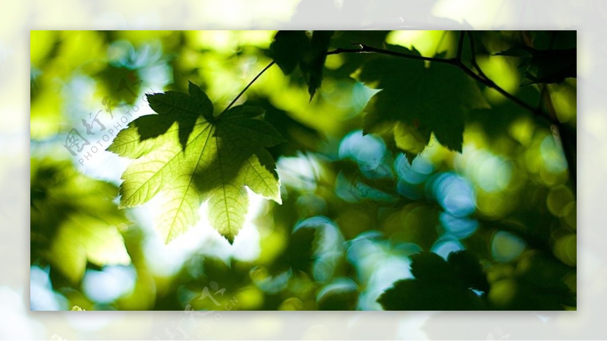 夏日绿荫阳光斑斓图片