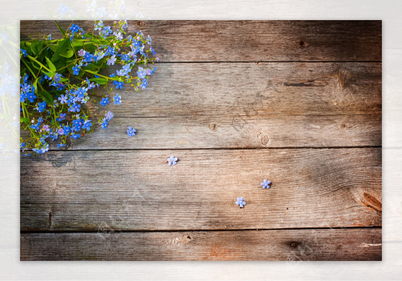 木板上的蓝色小花图片