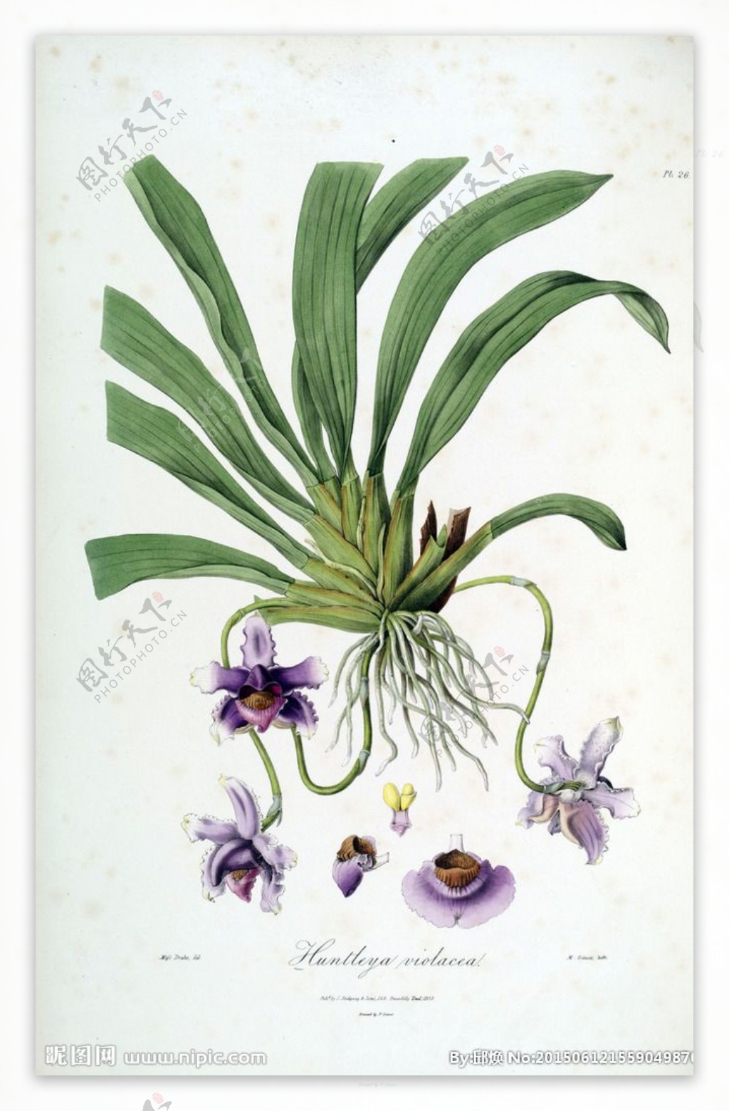 兰花手绘花卉植物图谱图片