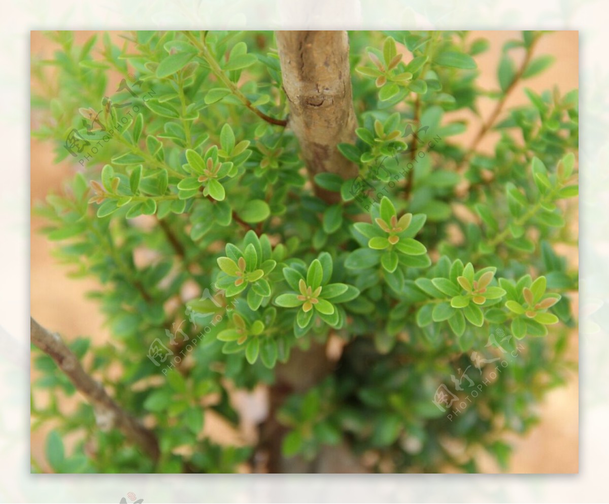 绿色植物摄影素材图片