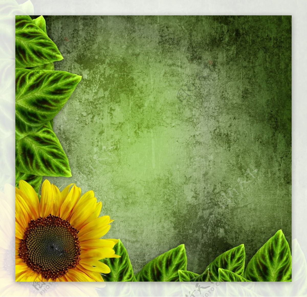 向日葵绿色墙面背景图片