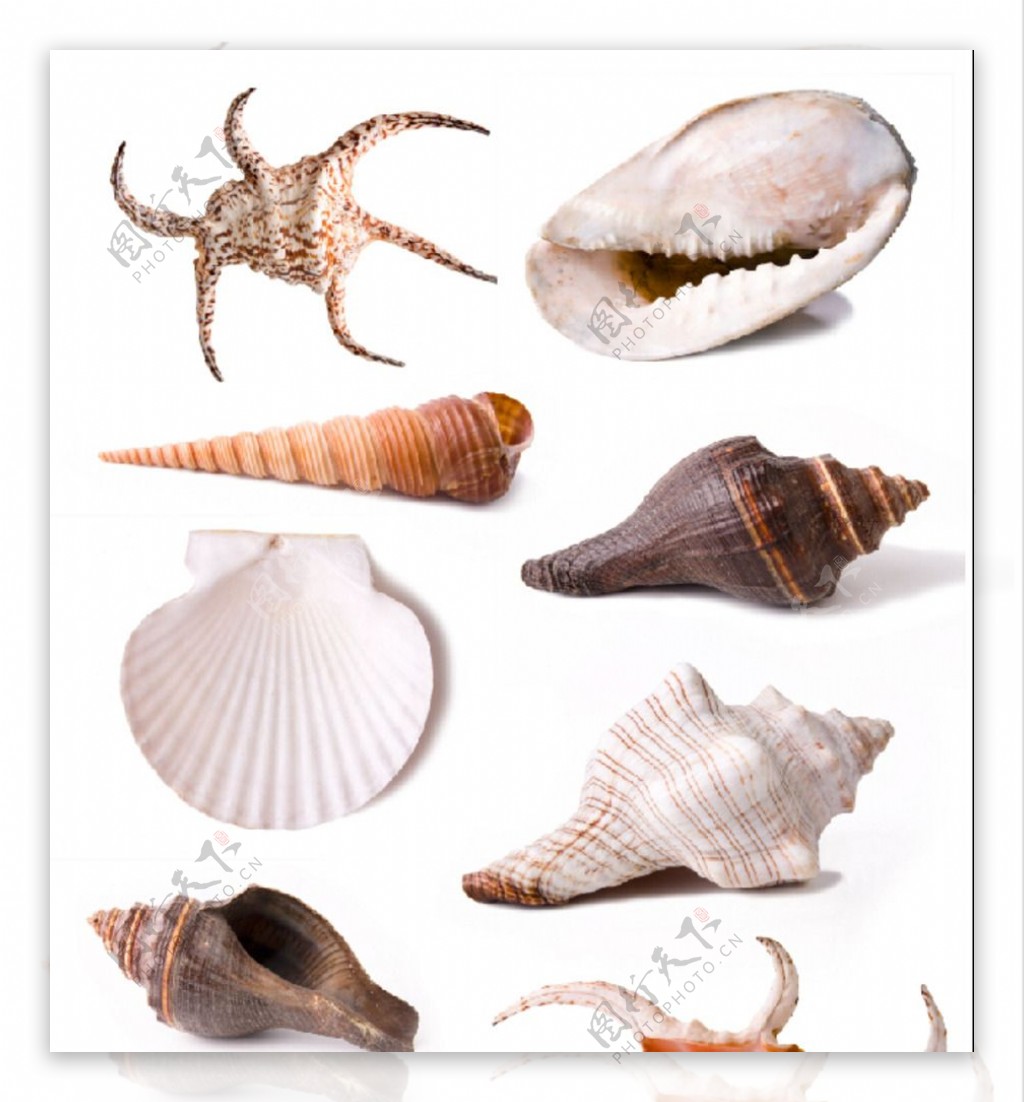 沿海旅行知识1，关于各种贝类的名字、区别、产地、吃法（全） - 知乎
