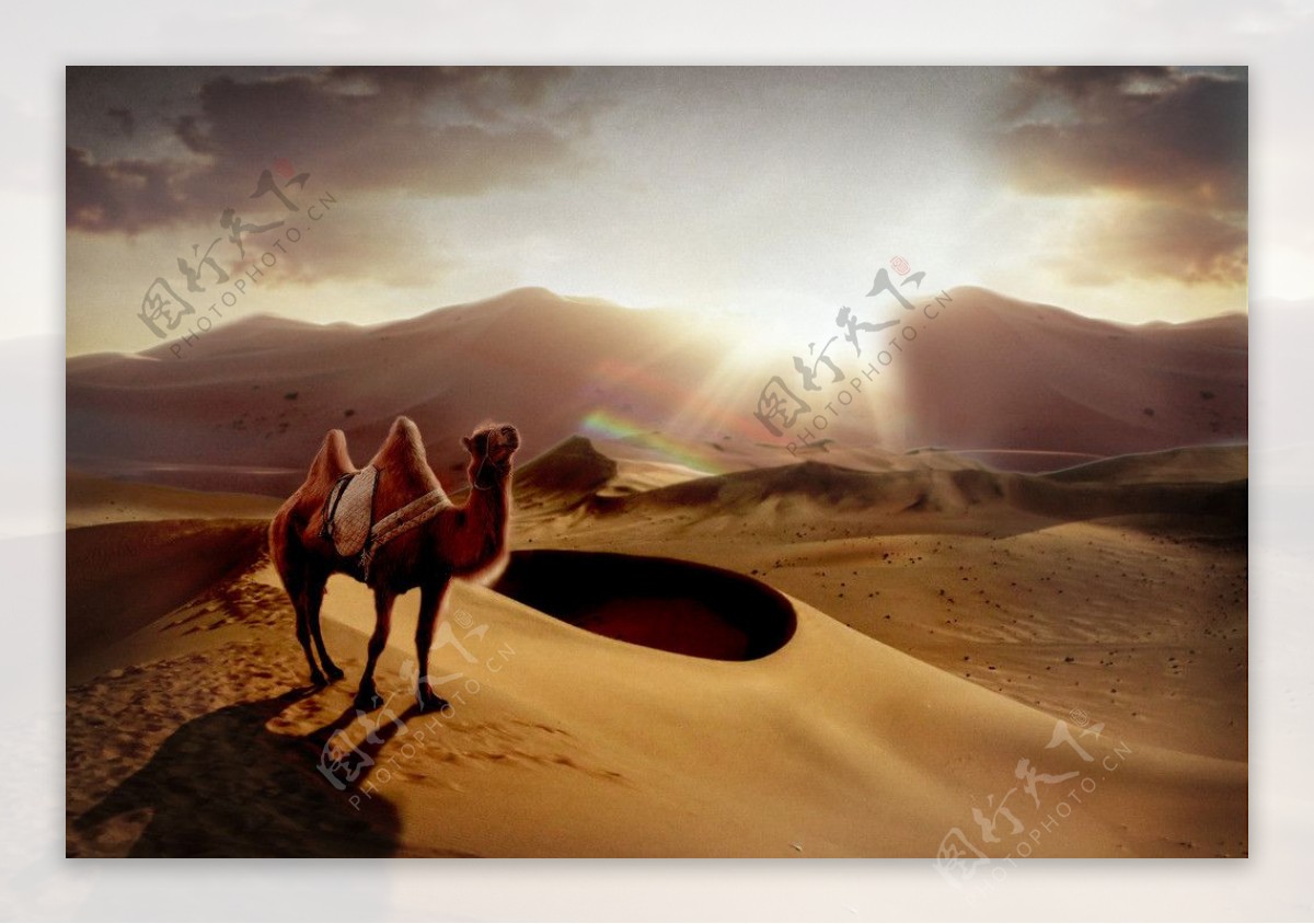 沙漠中骆驼图片