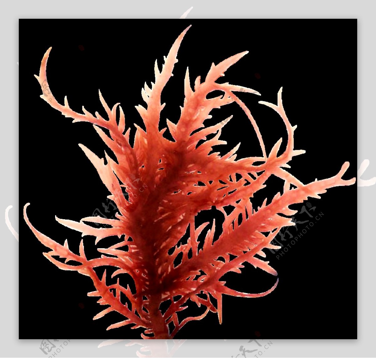 海燕窝珊瑚图片