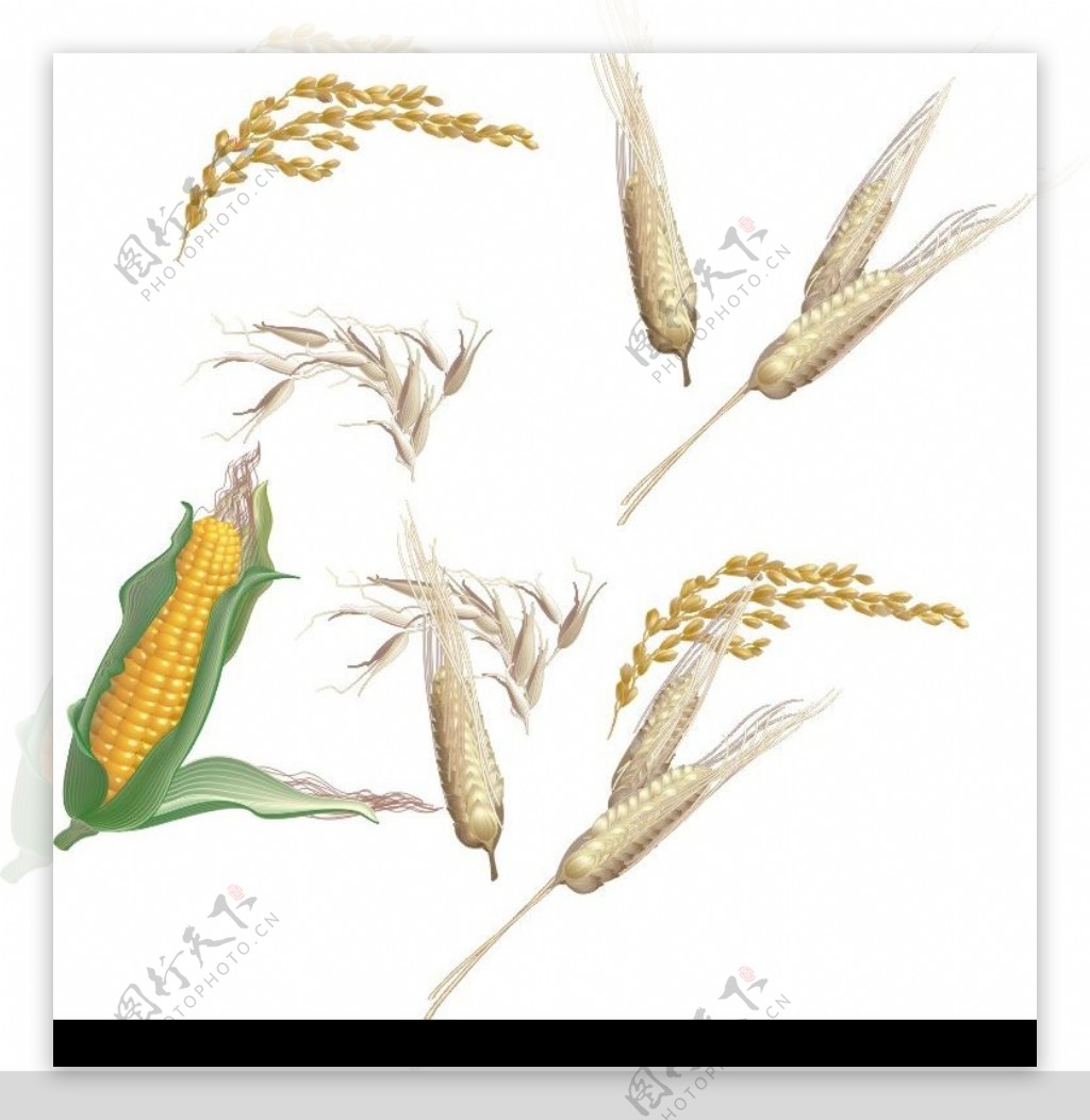超漂亮的玉米麦穗稻谷矢量图图片