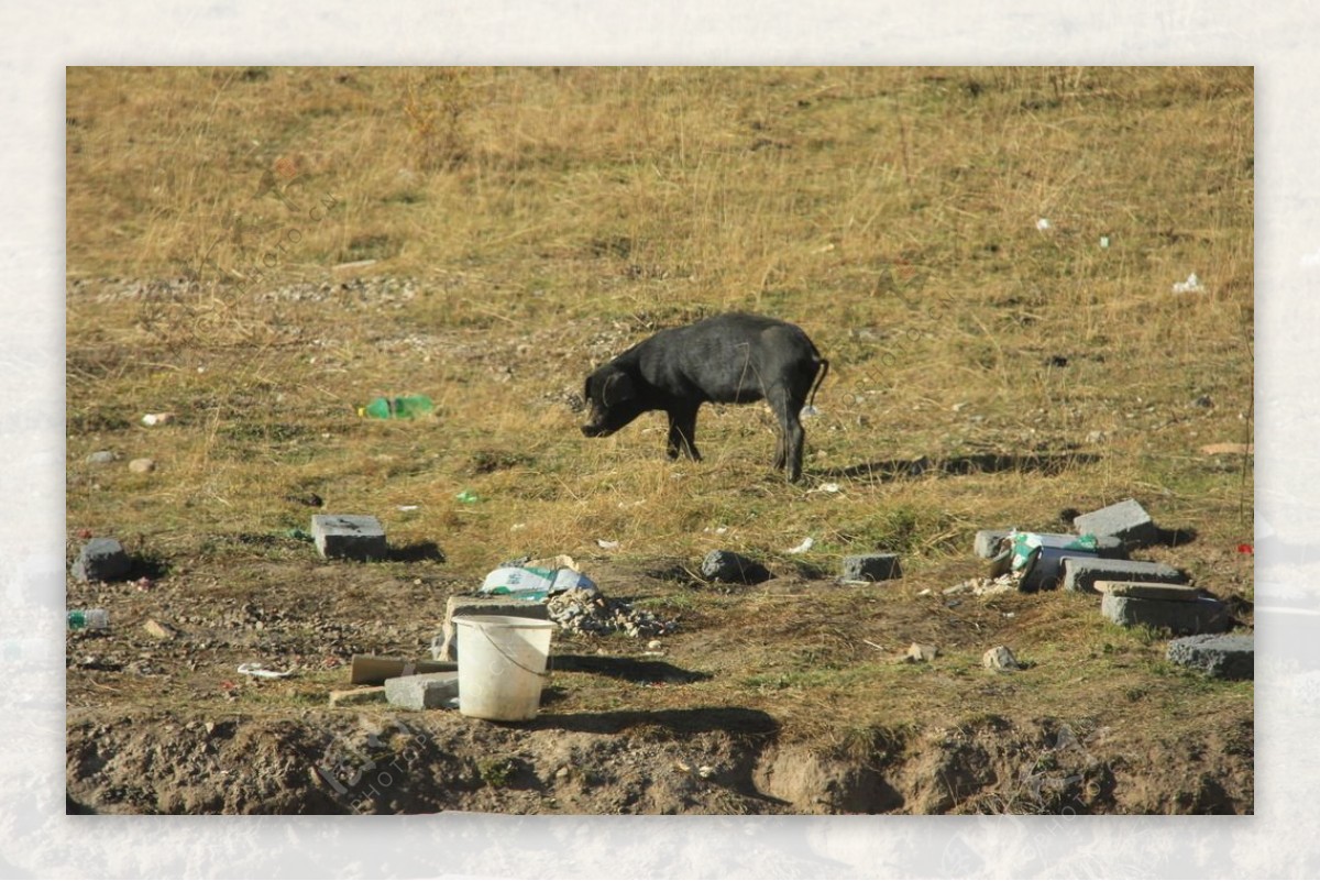 塔公草原路上的猪图片