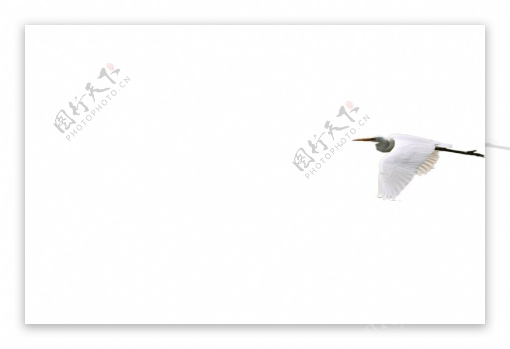 飞翔的白鹭图片