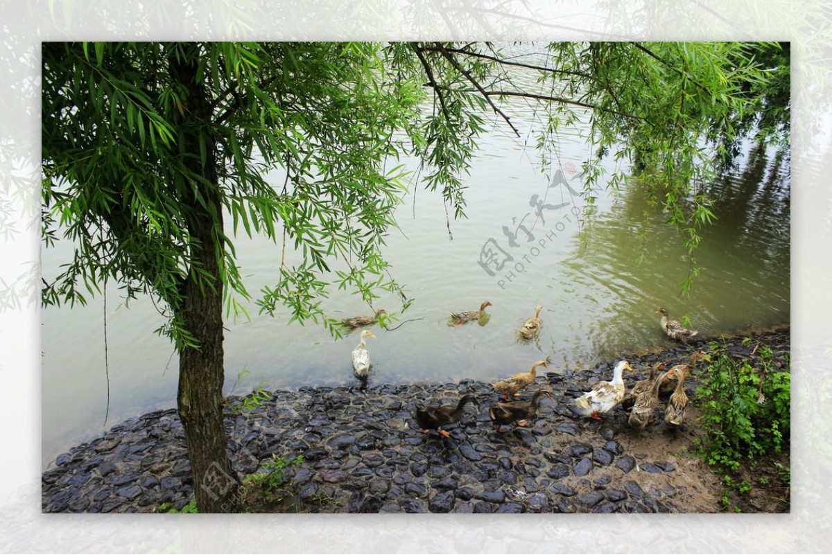 河边群鸭图片