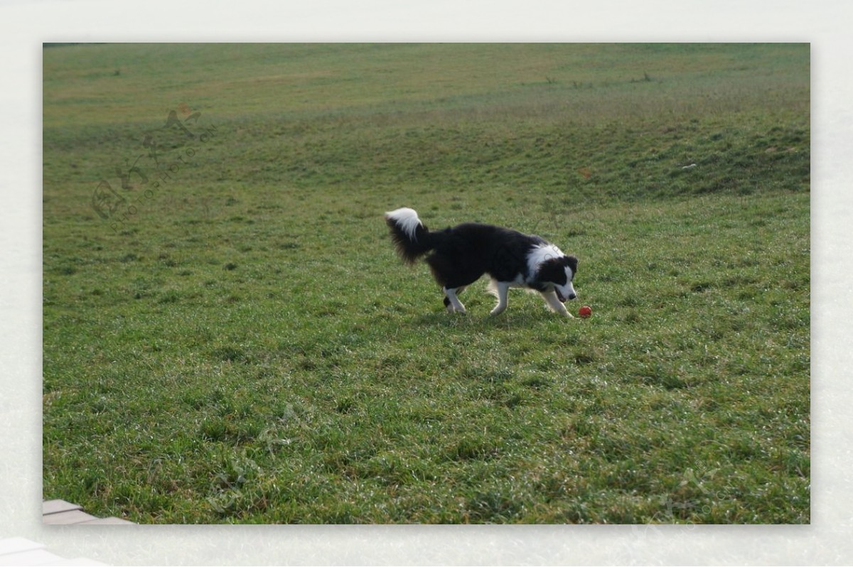 边境牧羊犬图片
