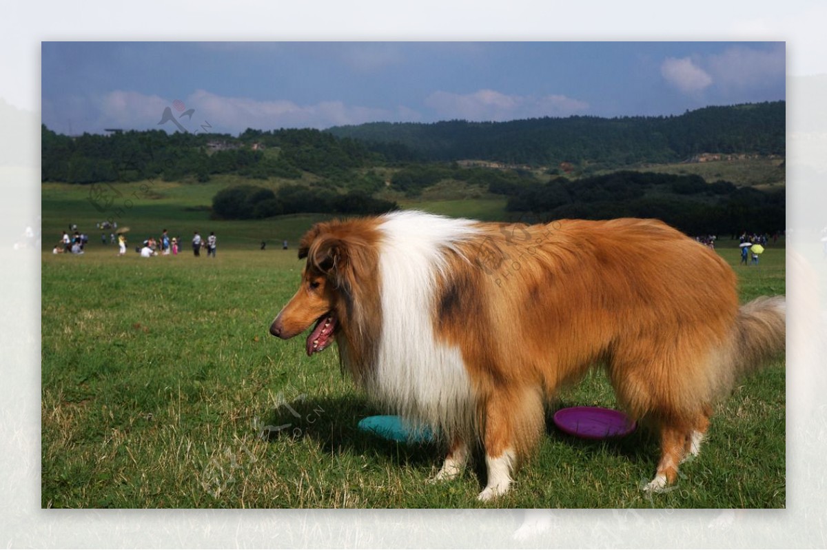 苏格兰牧羊犬图片