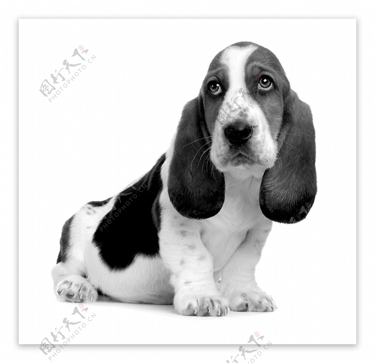 黑白小狗图片