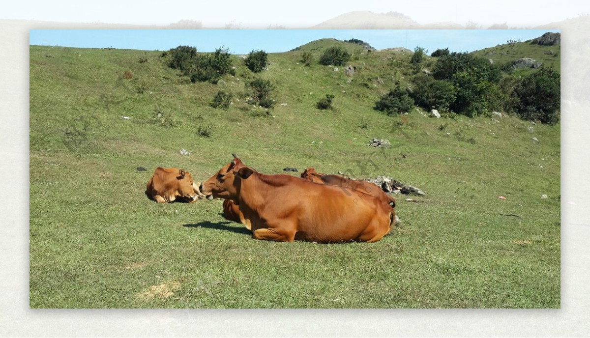 天然草场牛群图片