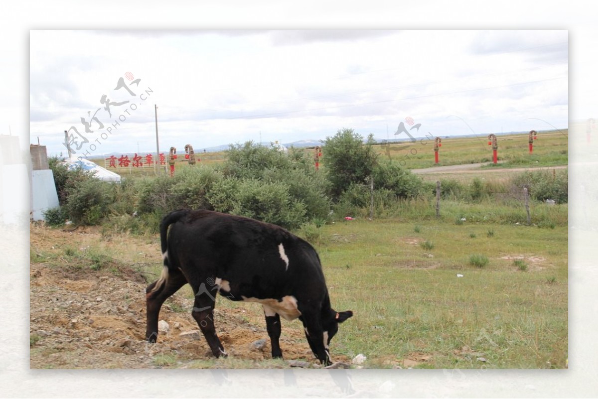 内蒙古赤峰草原牛图图片
