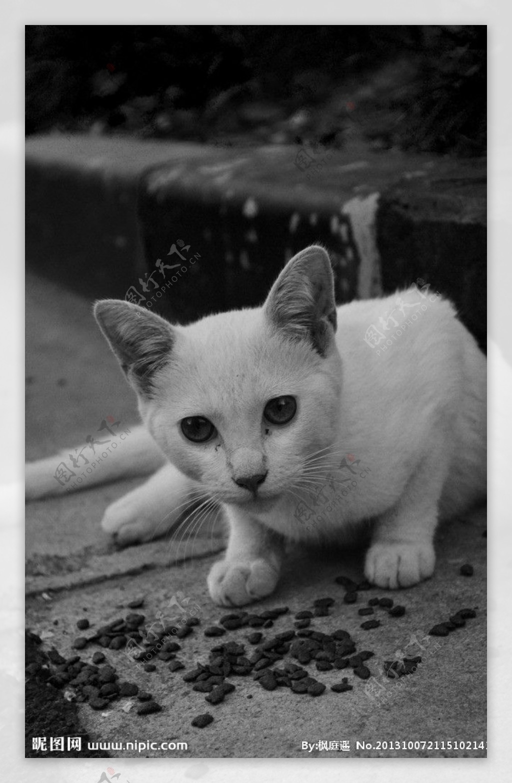 黑白猫咪图片