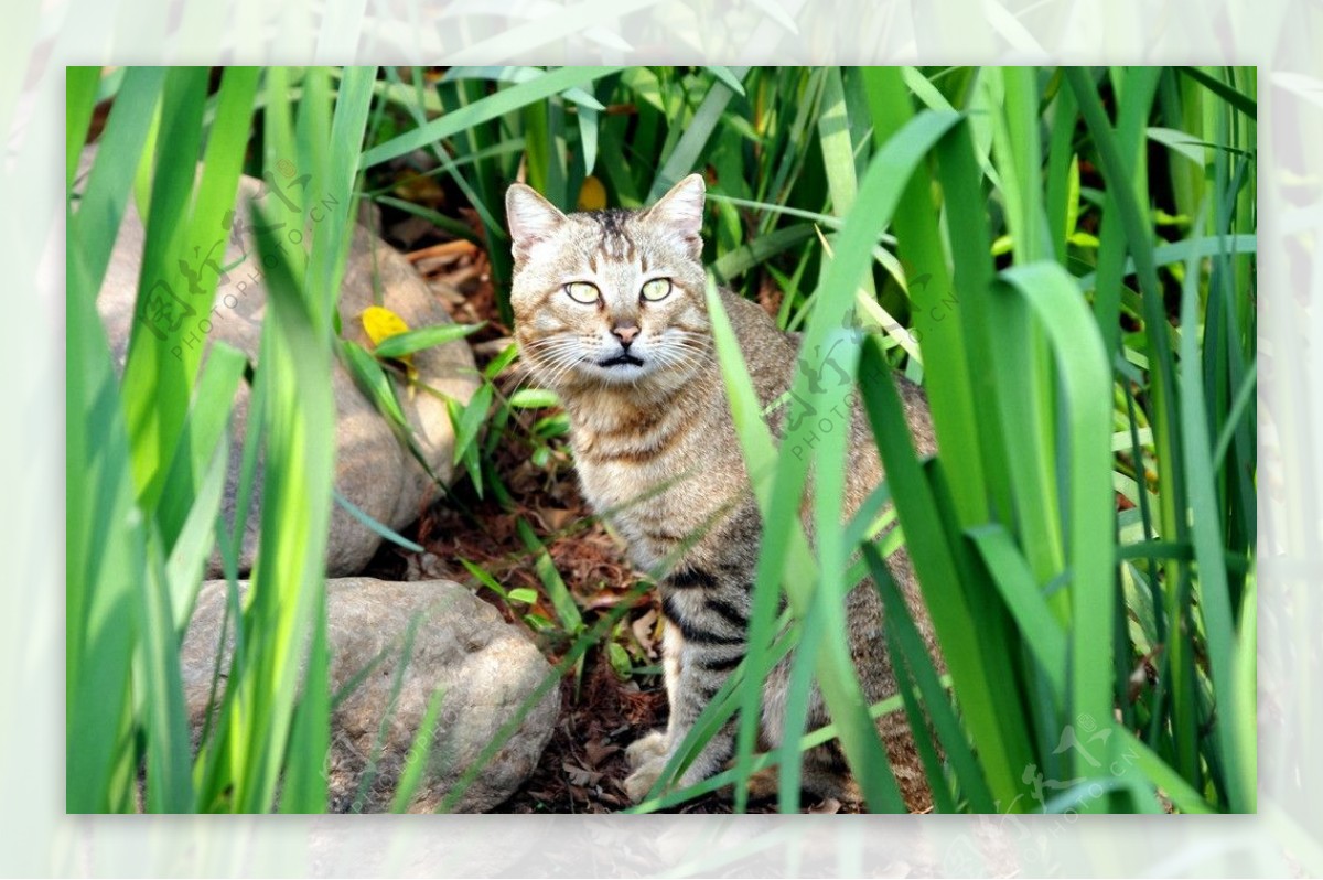 草丛野猫图片