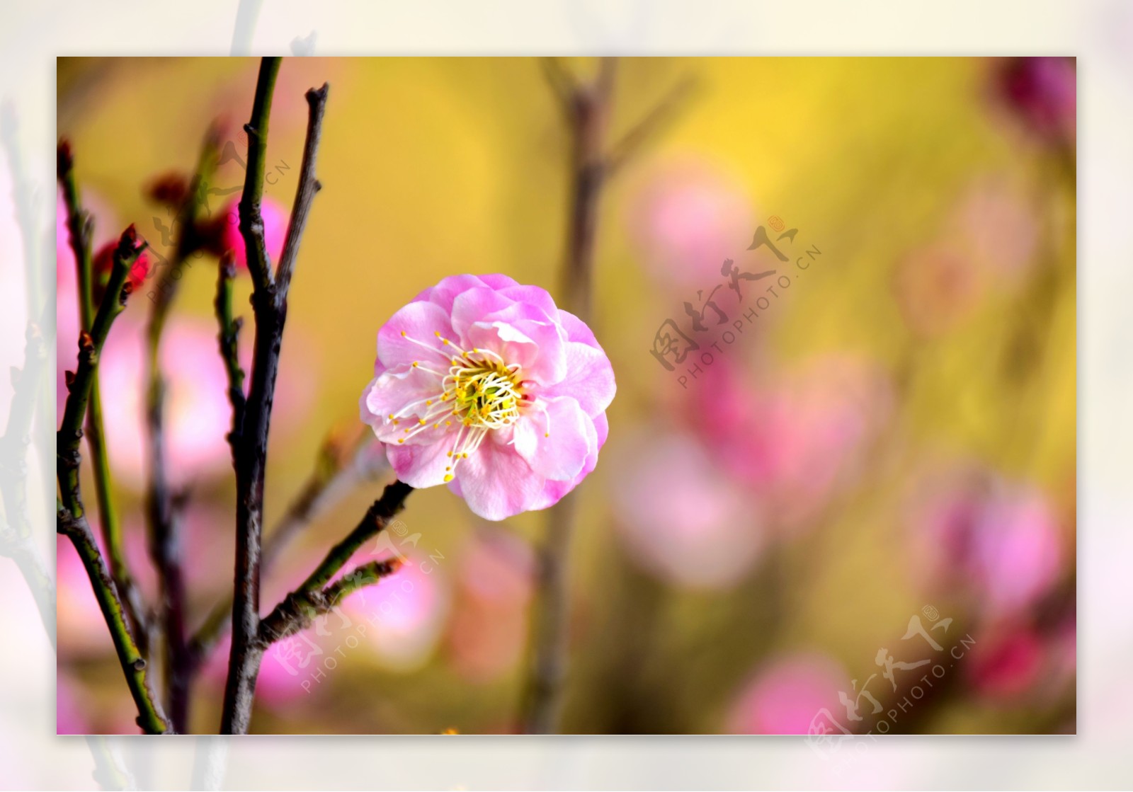 粉红樱花图片