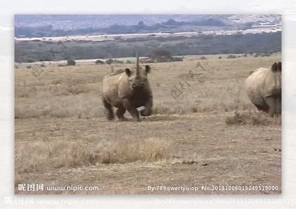 犀牛活动视频频素材