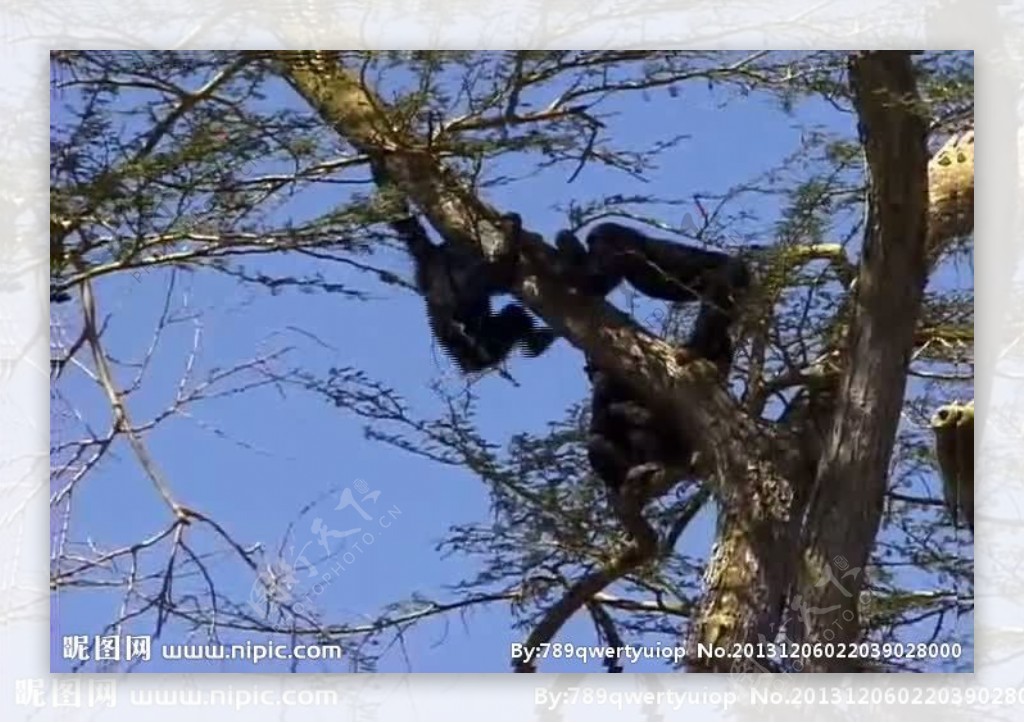 猿猴活动视频频素材