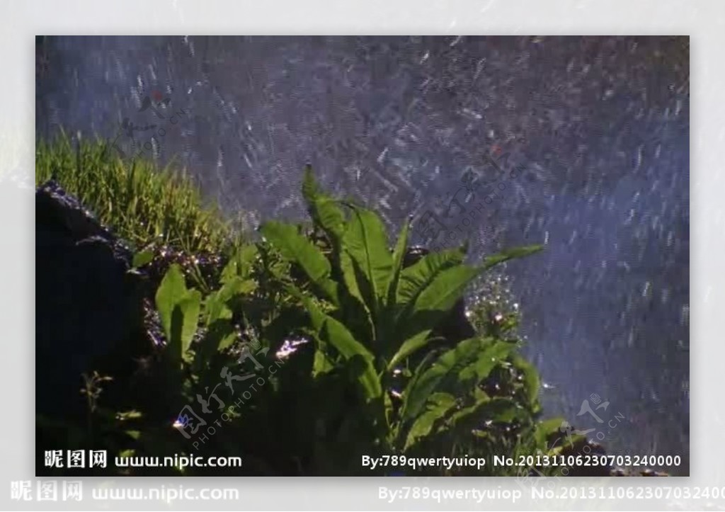 绿叶雨水视频素材