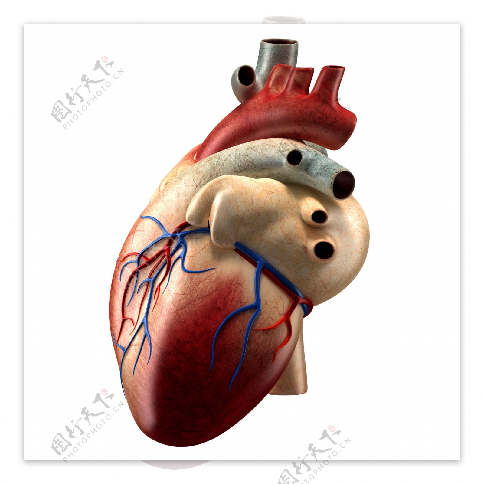 心脏和解剖横截面3D模型 - TurboSquid 1424032