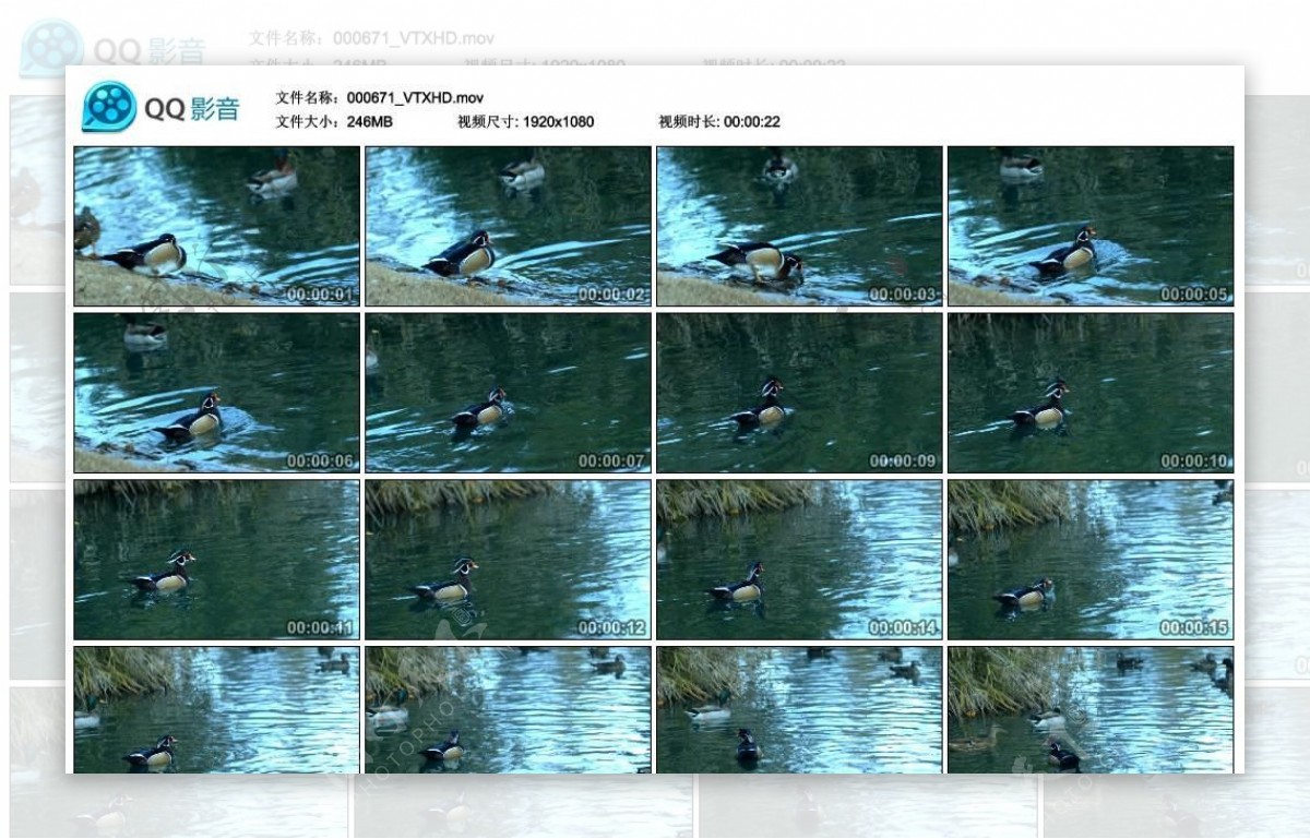 河中野鸭子高清实拍视频素材